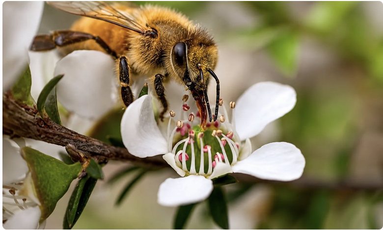 Le Miel de Manuka : un trésor de médecine naturelle